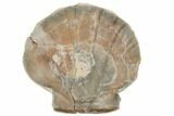 Pliocene Fossil Scallop (Chesapecten) - North Carolina #189127-1